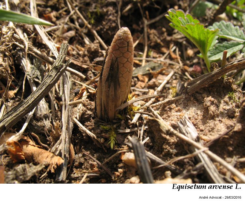 Equisetum arvense L. #46866
