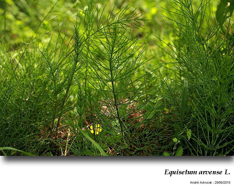 Equisetum arvense L. #46867