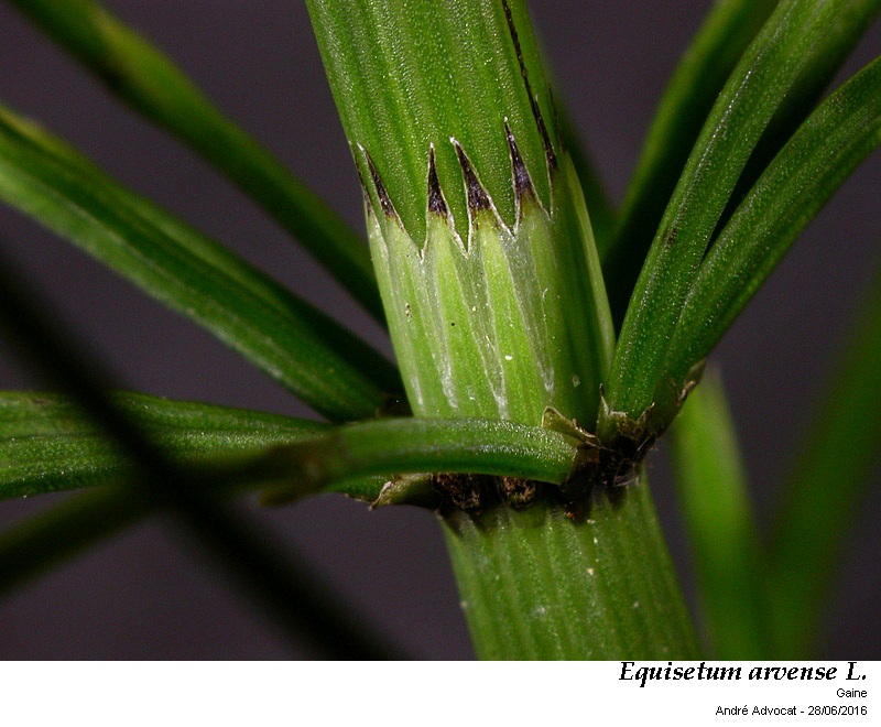 Equisetum arvense L. #46869