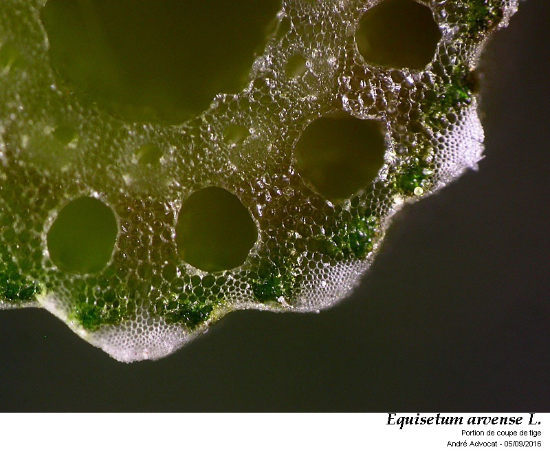 Equisetum arvense L. #46871