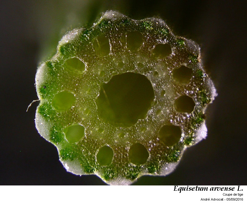 Equisetum arvense L. #46870