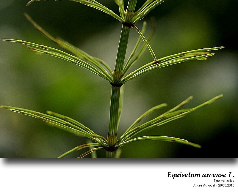 Equisetum arvense L. #46868
