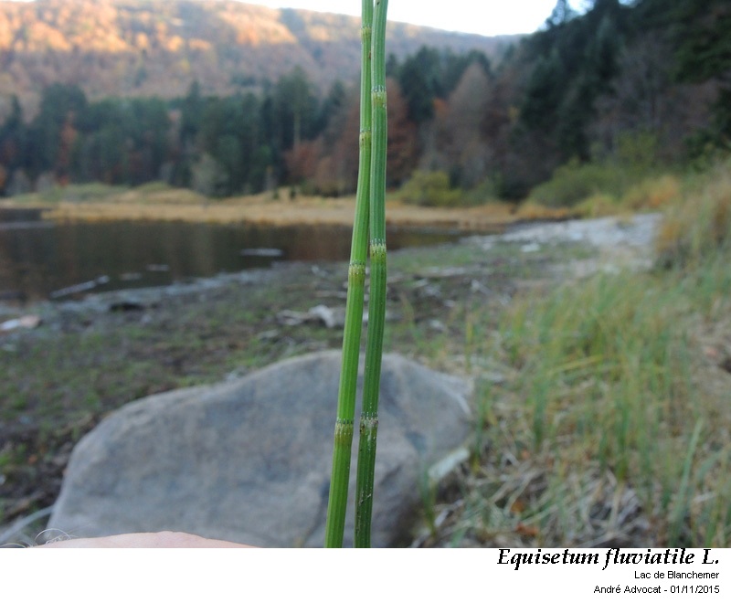 Equisetum fluviatile L. #47471