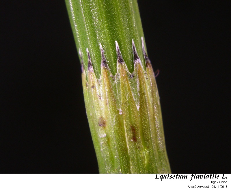 Equisetum fluviatile L. #47472