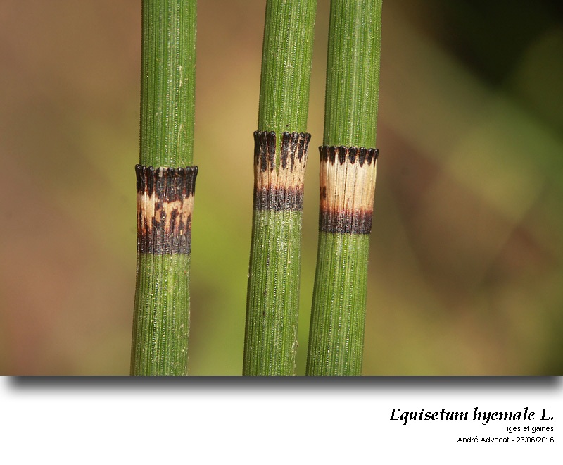 Equisetum hyemale L. #46788