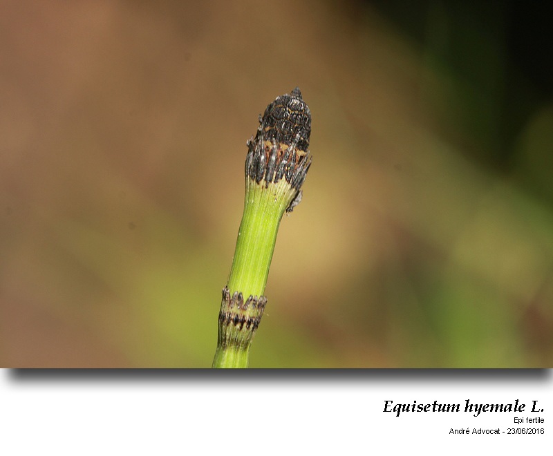 Equisetum hyemale L. #46789