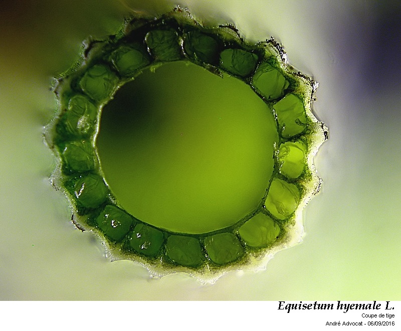 Equisetum hyemale L. #46790