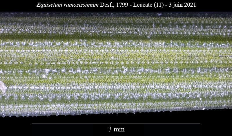 Equisetum ramosissimum #68538