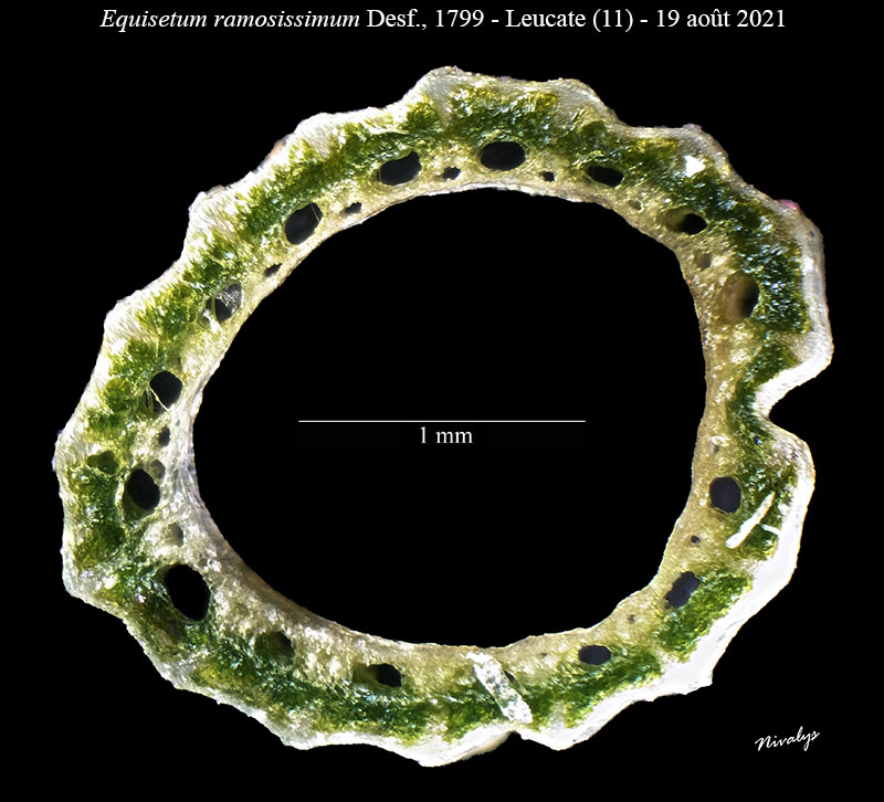 Equisetum ramosissimum #68535