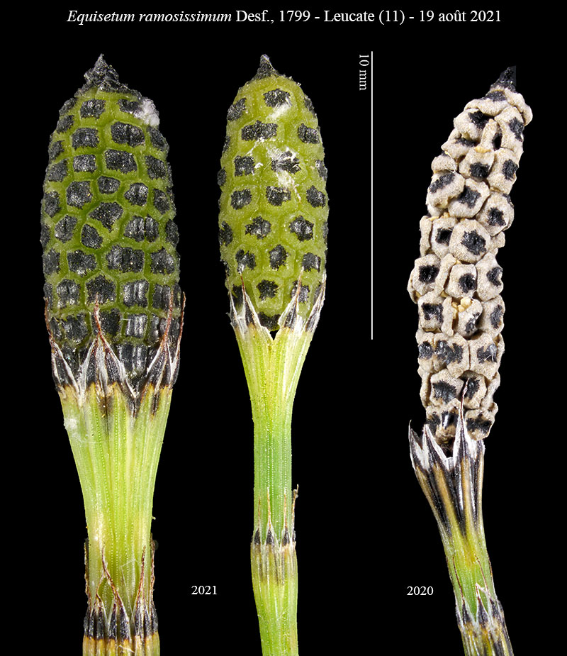 Equisetum ramosissimum #68539