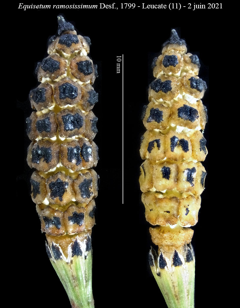 Equisetum ramosissimum #68540