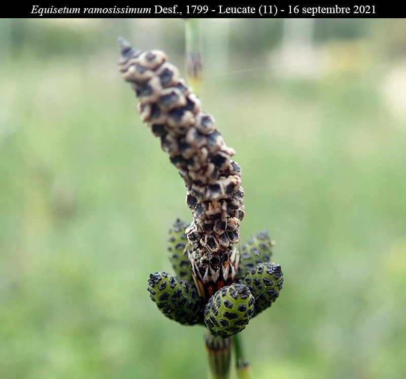 Equisetum ramosissimum #68541