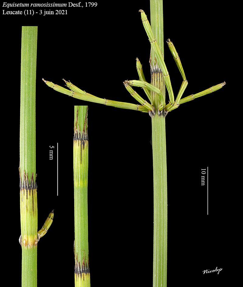 Equisetum ramosissimum #68533