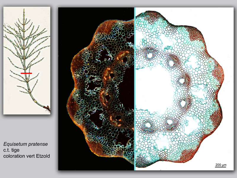 Equisetum sp. histologie, histology. #23700