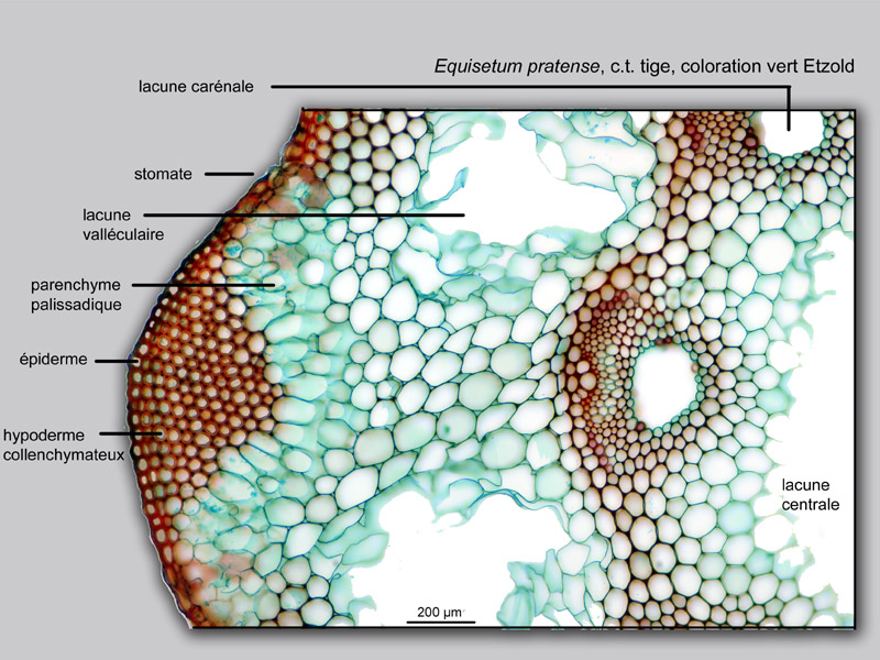 Equisetum sp. histologie, histology. #23701