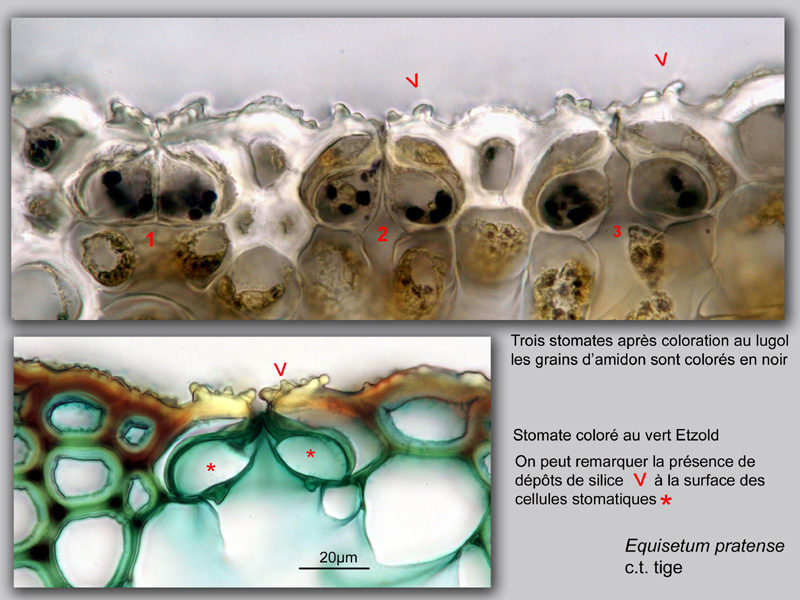 Equisetum sp. histologie, histology. #23703
