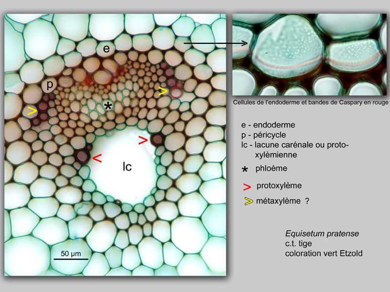 Equisetum sp. histologie, histology. #23702