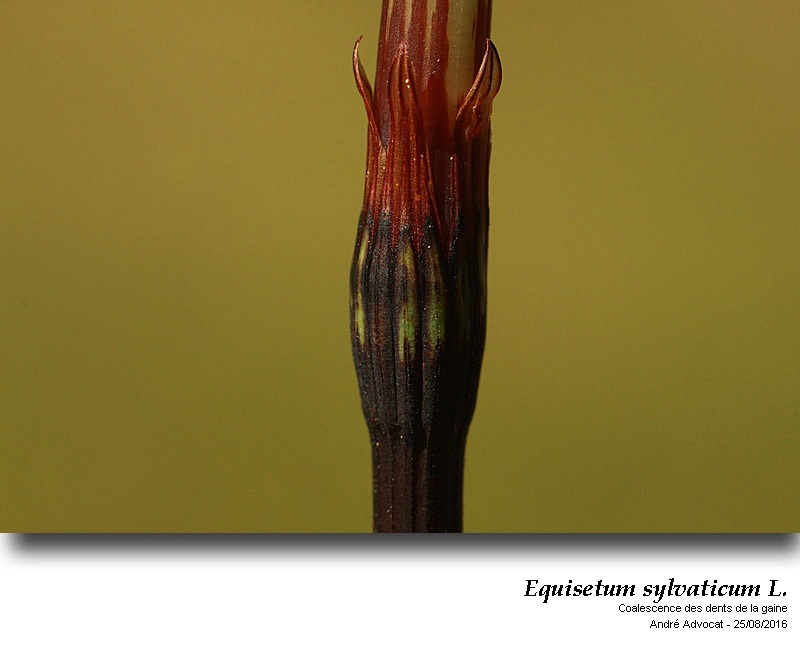 Equisetum sylvaticum L. ( Prêle des bois) #46681