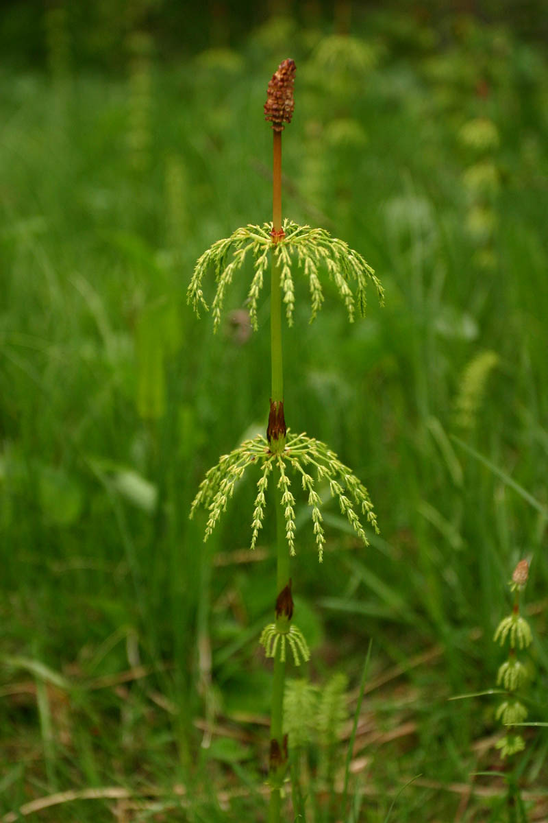 Equisetum sylvaticum L. ( Prêle des bois) #47585