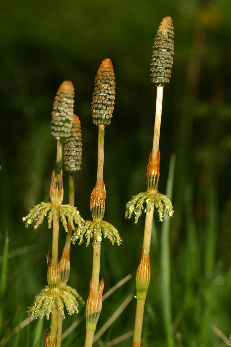 Equisetum sylvaticum L. ( Prêle des bois) #47583