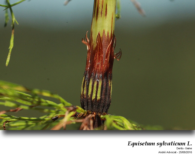 Equisetum sylvaticum L. ( Prêle des bois) #46680