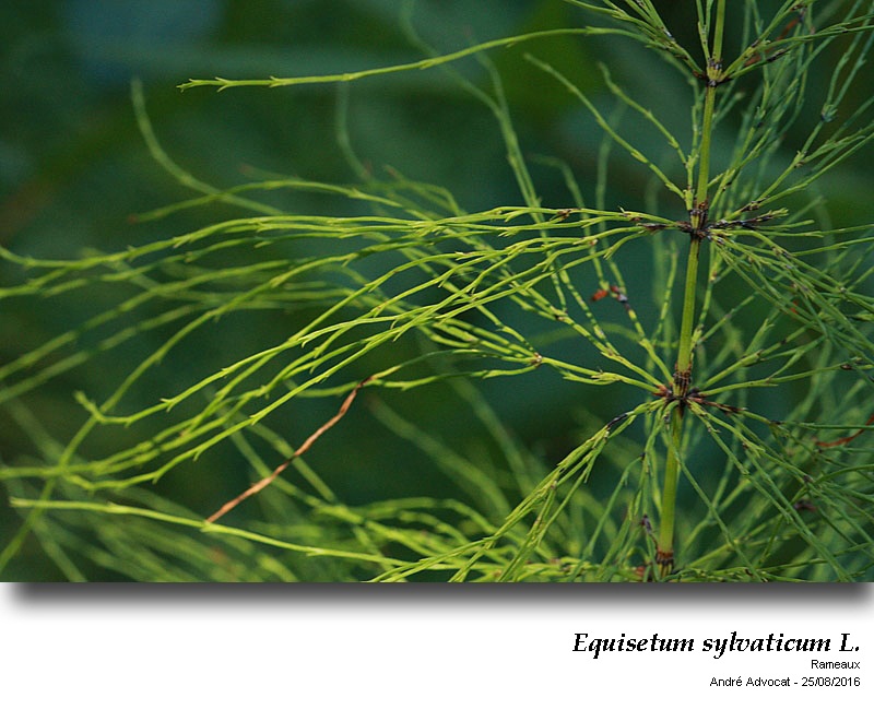 Equisetum sylvaticum L. ( Prêle des bois) #46679