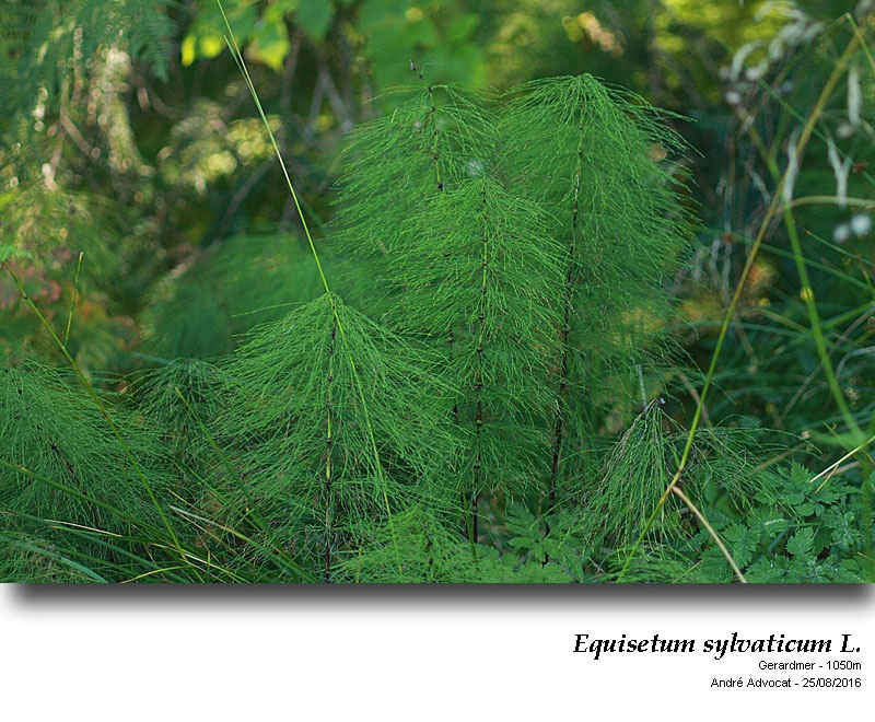 Equisetum sylvaticum L. ( Prêle des bois) #46678