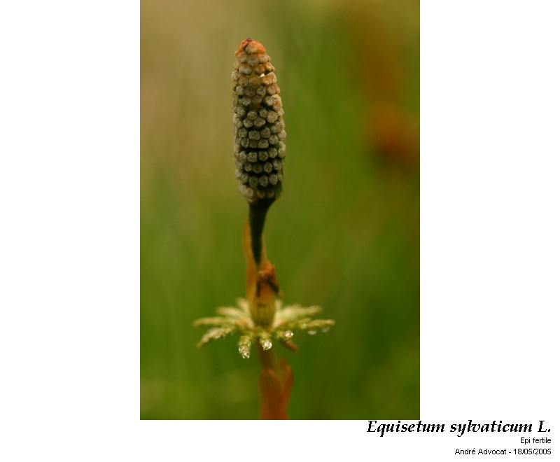 Equisetum sylvaticum L. ( Prêle des bois) #47584