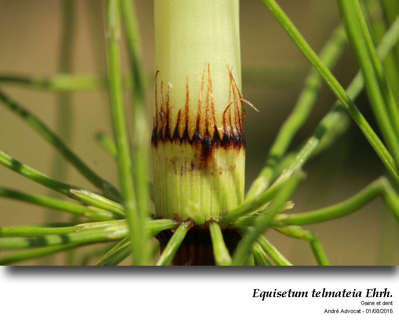 Equisetum telmateia Ehrh. #46612