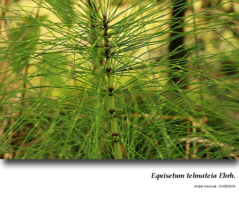 Equisetum telmateia Ehrh. #46610