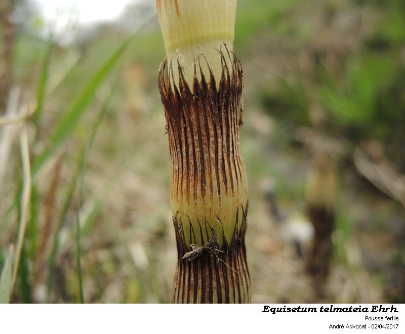 Equisetum telmateia Ehrh. #49308