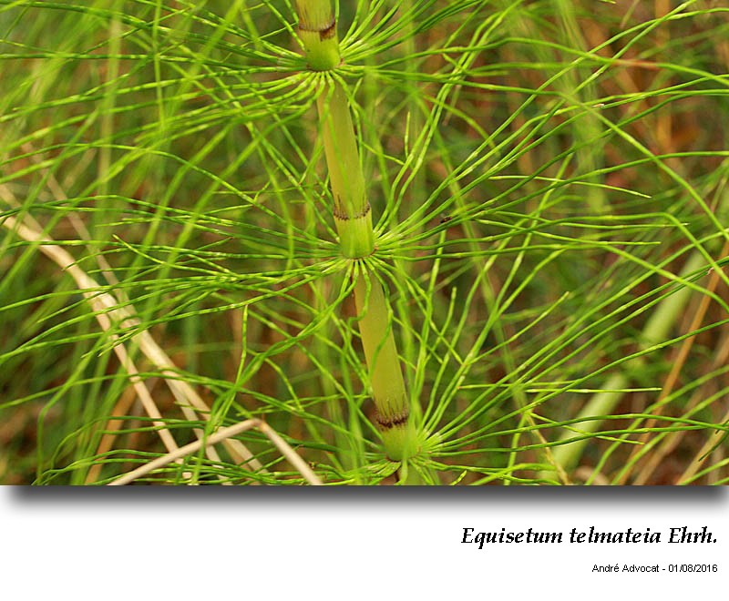 Equisetum telmateia Ehrh. #46611