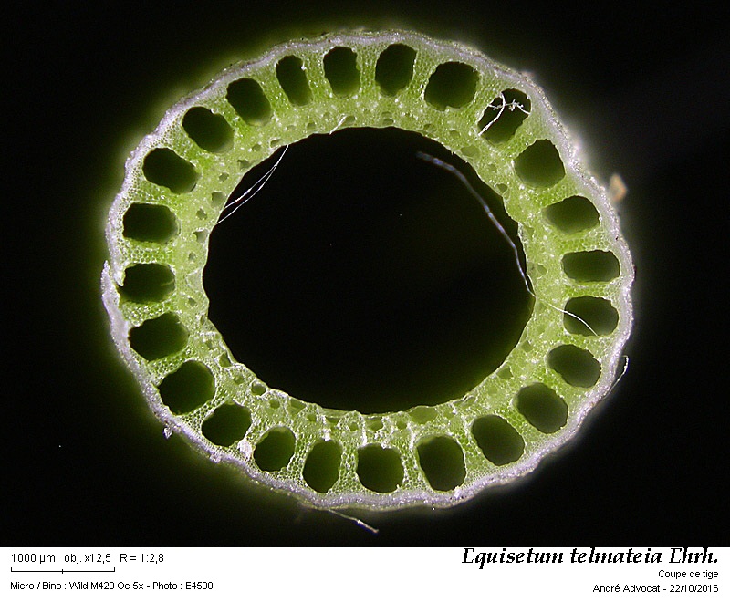 Equisetum telmateia Ehrh. #47331