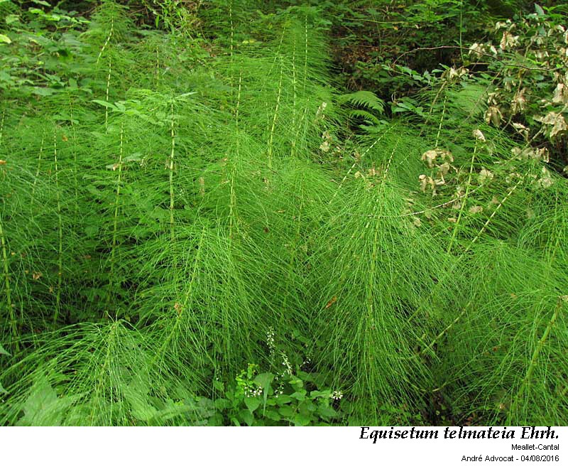 Equisetum telmateia Ehrh. #46609
