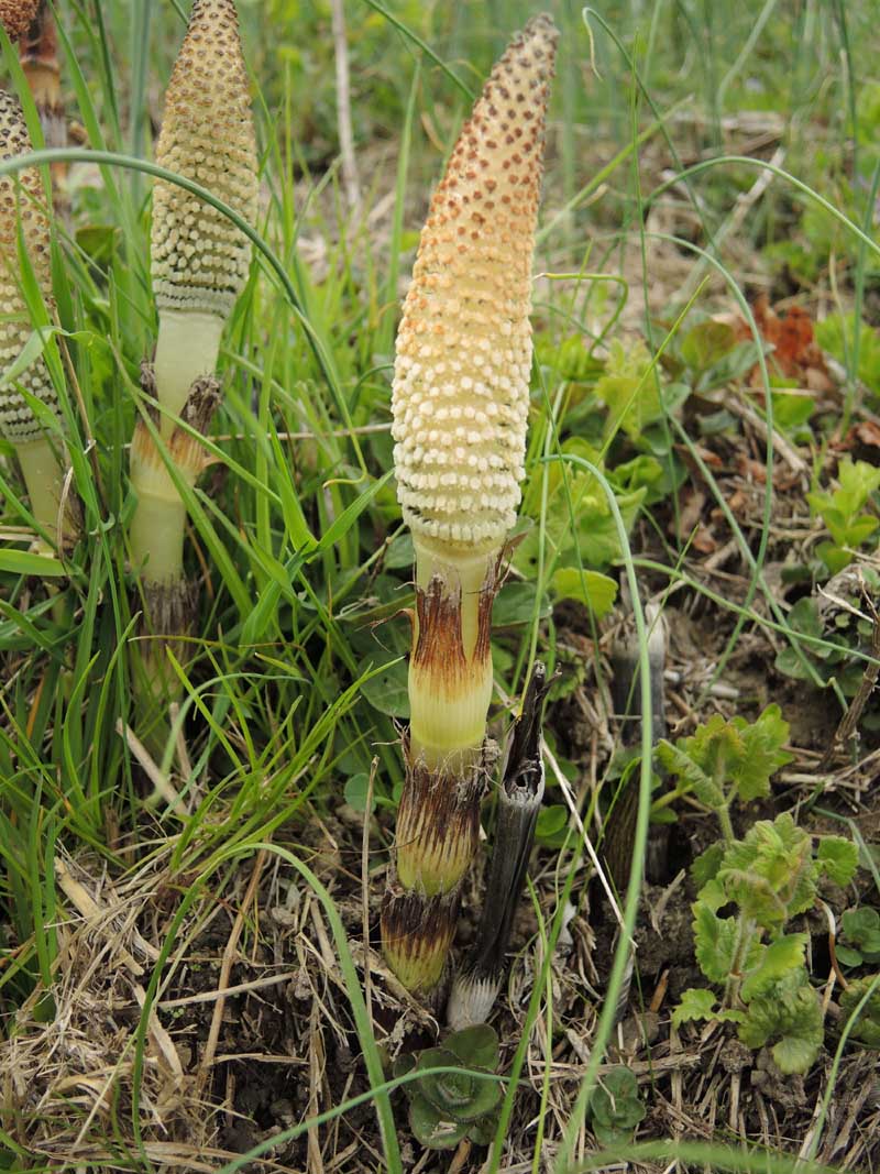 Equisetum telmateia Ehrh. #49307