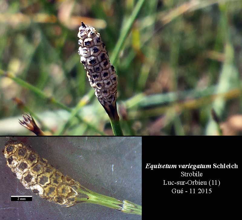 Equisetum variegatum #42833