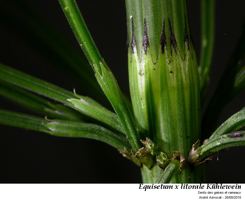 Equisetum x litorale Kühenwein #46895