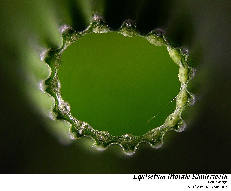 Equisetum x litorale Kühenwein #46897