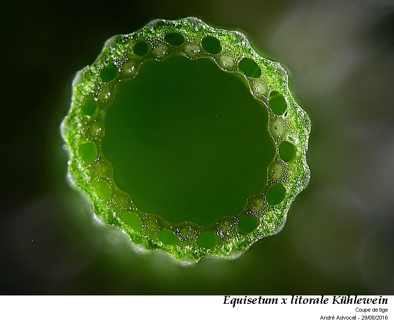 Equisetum x litorale Kühenwein #46894