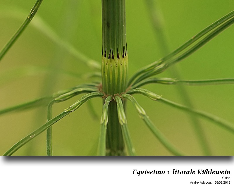 Equisetum x litorale Kühenwein #46896