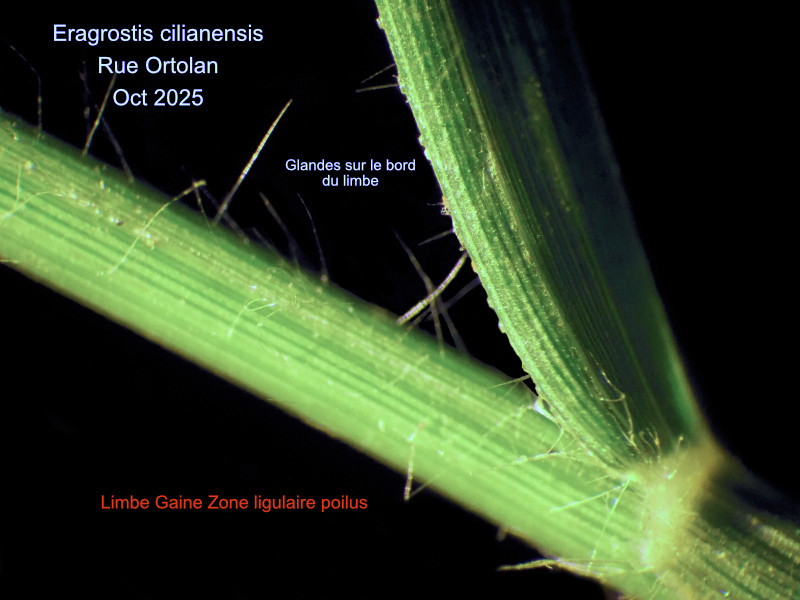 Eragrostis cilianensis (All.) Janch. #84517