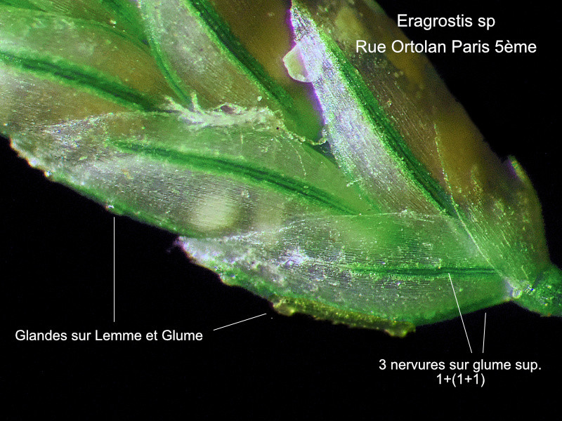 Eragrostis cilianensis (All.) Janch. #84518