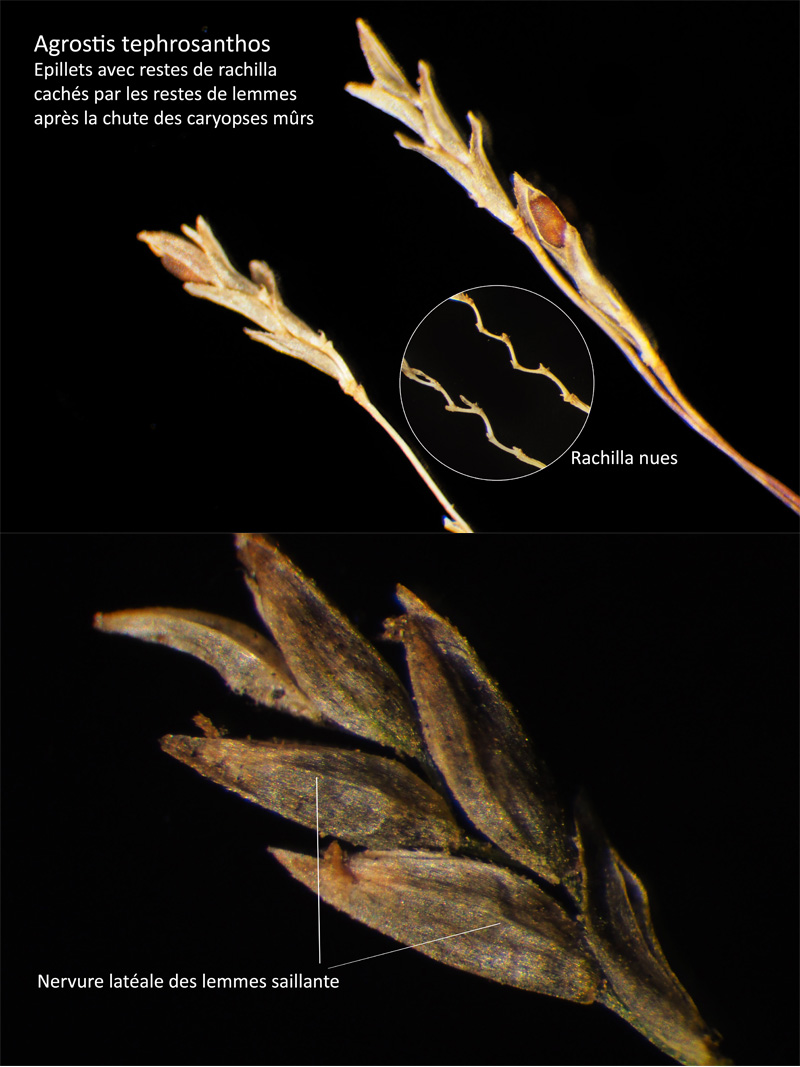 Eragrostis tephrosanthos Schult. - Eragrostis de Felzines #64505