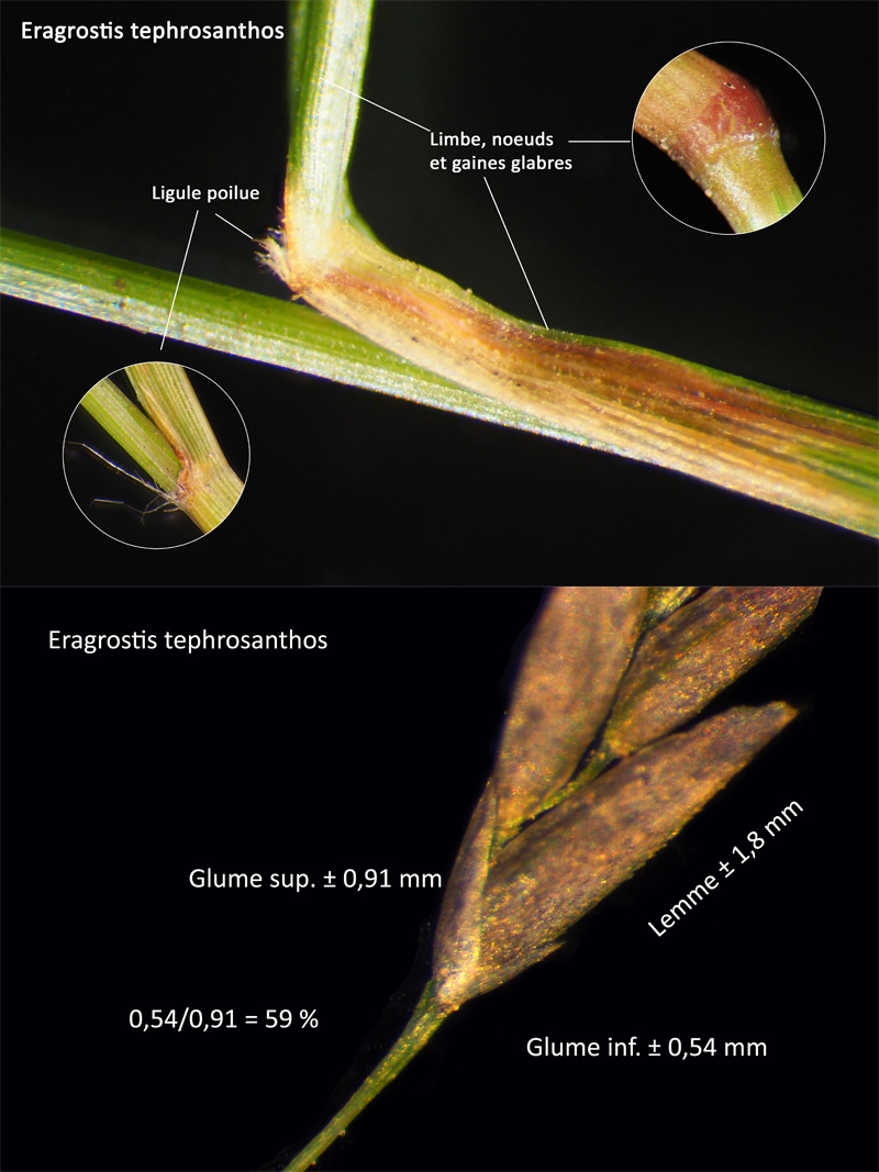 Eragrostis tephrosanthos Schult. - Eragrostis de Felzines #64504