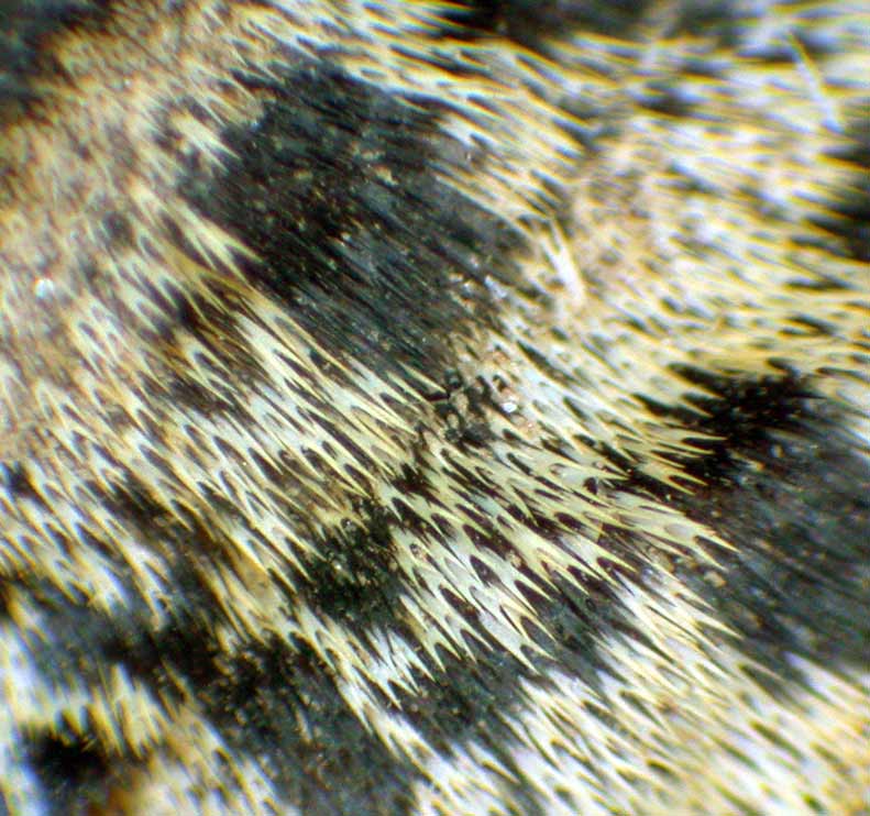 Erannis defoliaria #6640