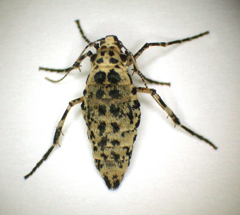 Erannis defoliaria #6638