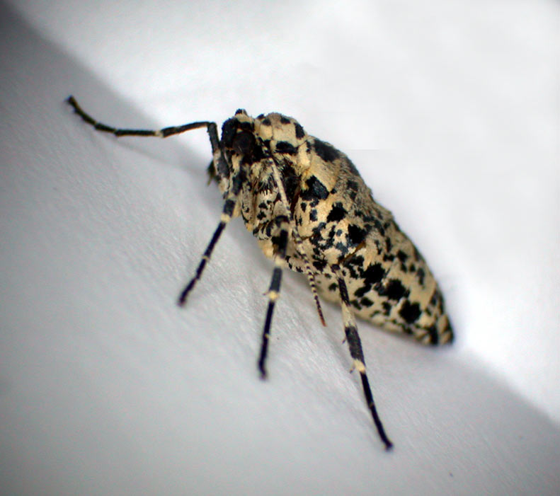Erannis defoliaria #6639
