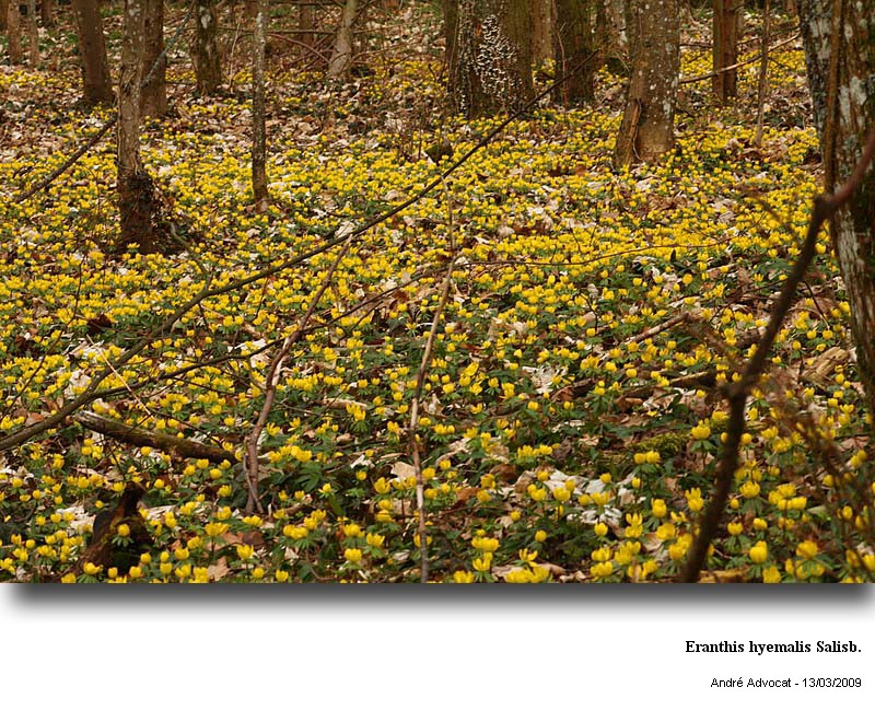 Eranthis hyemalis Salisb. #9297
