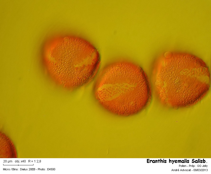 Eranthis hyemalis Salisburg. #30085