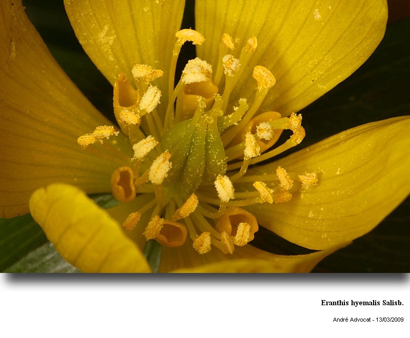 Eranthis hyemalis Salisb. #9300